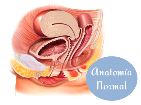 Anatomia Normal PP